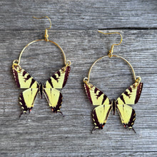 Swallowtail Butterfly Remix Hoops
